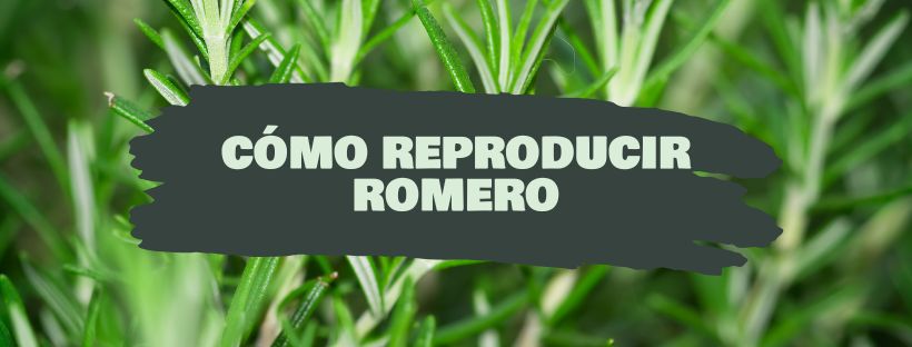 como reproducir romero esquejes