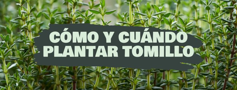 como y cuando plantar TOMILLO