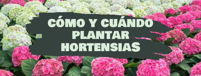 como y cuando plantar hortensias