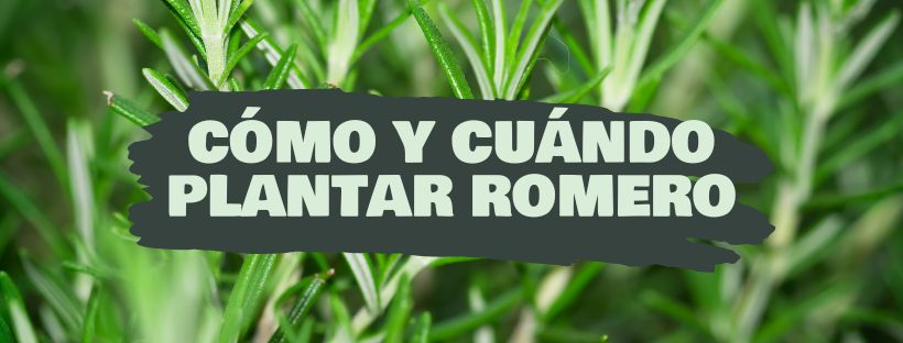como y cuando plantar romero