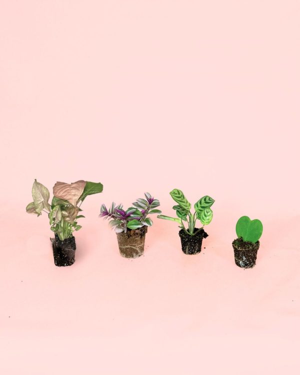 mini plantas faciles de cuidar