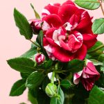 mini rosal flor variegada