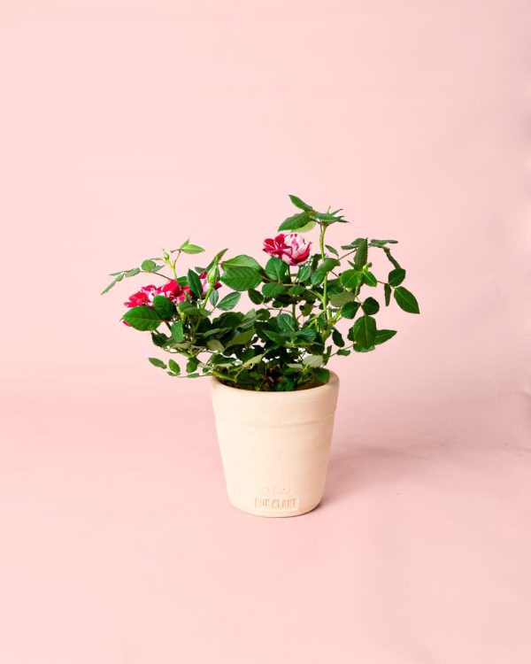mini rosal variegado maceta
