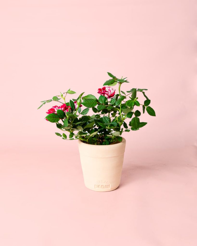 mini rosal variegado maceta