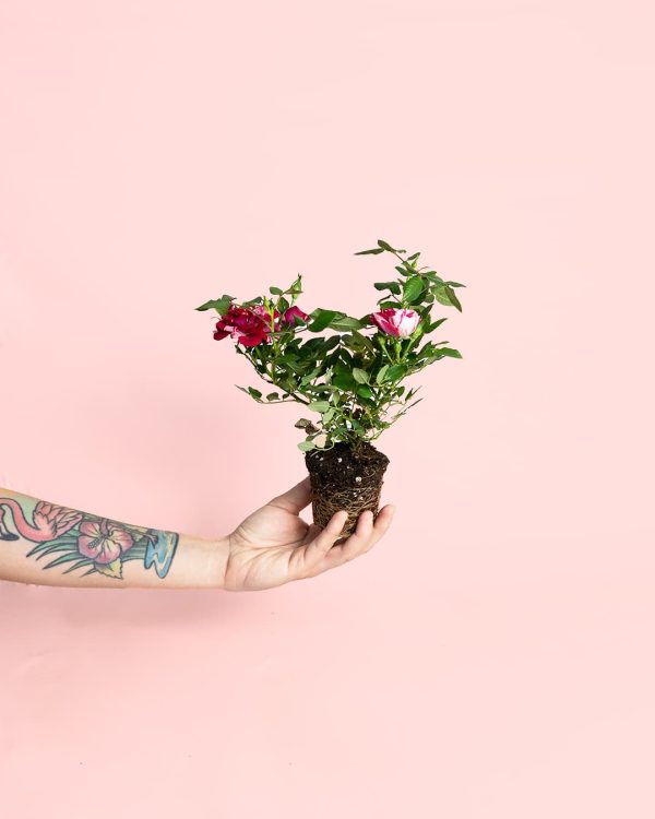 mini rosal variegado planta