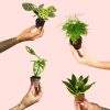 pack mini plantas poca luz