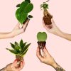 pack mini plantas resistentes