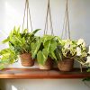 pack plantas colgantes m contexto