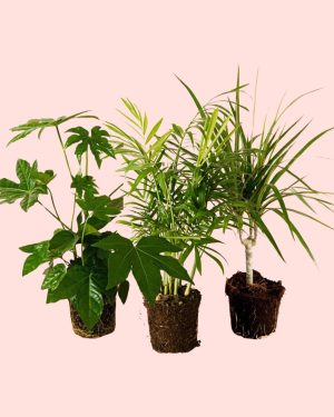 pack plantas medianas poca luz