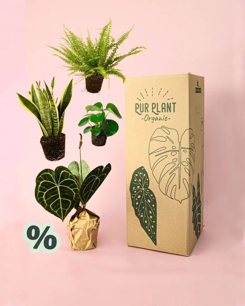packs ahorro plantas