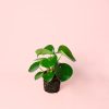 pilea raindrop