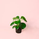 pilea raindrop