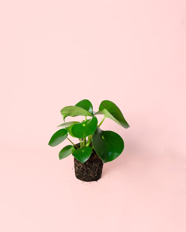 pilea raindrop