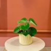 pilea raindrop contexto mesa