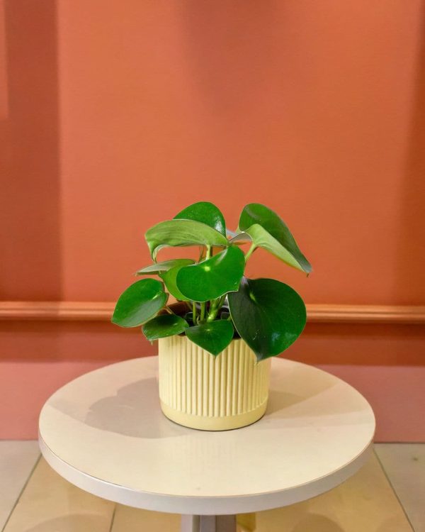 pilea raindrop contexto mesa