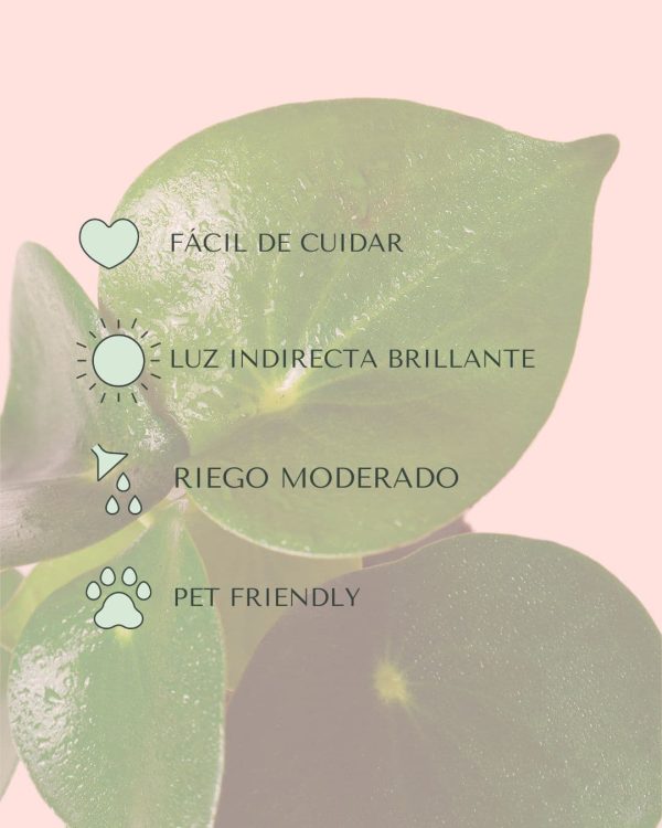 pilea raindrop cuidados