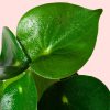pilea raindrop hoja