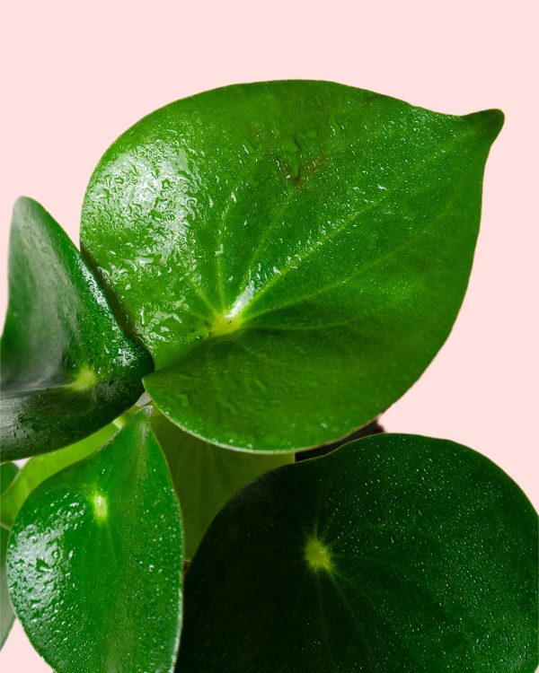 pilea raindrop hoja