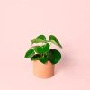 pilea raindrop maceta