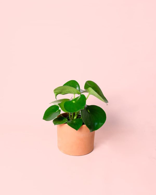 pilea raindrop maceta