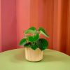 pilea raindrop mesa verde