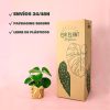 pilea-raindrop-packaging