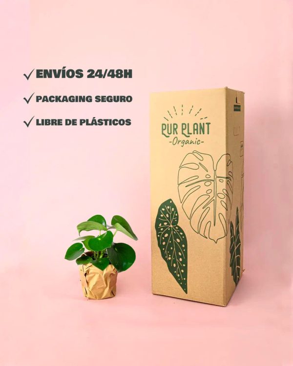 pilea-raindrop-packaging
