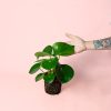 pilea raindrop planta