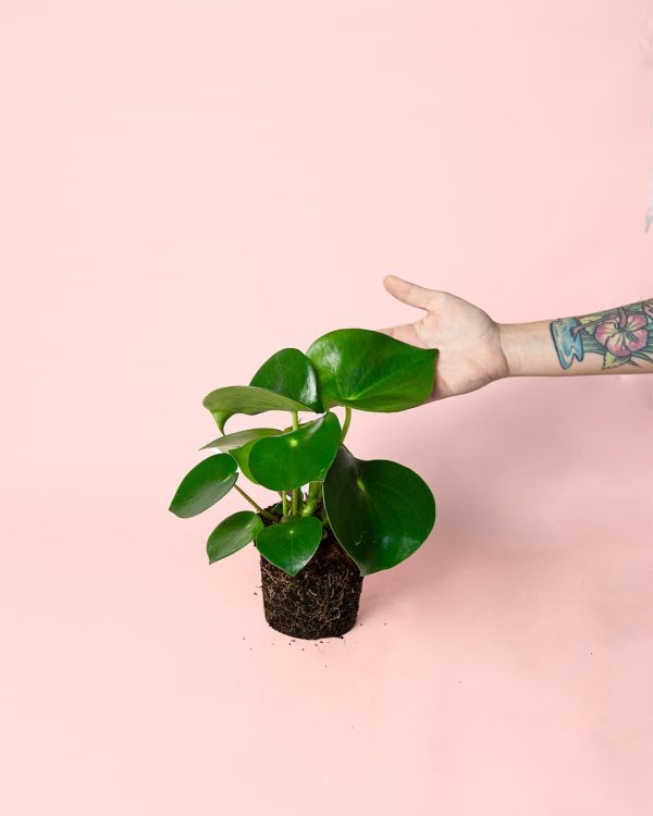 pilea raindrop planta
