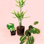 plantas medianas faciles de cuidar