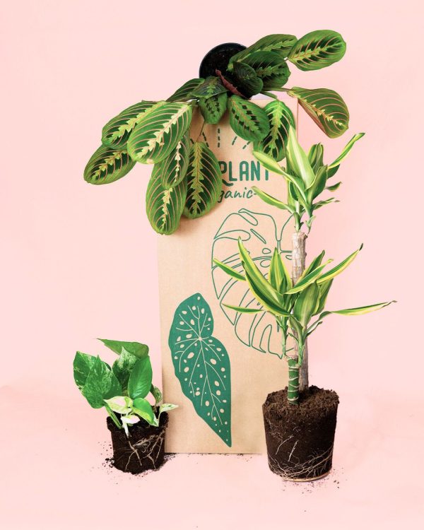 plantas medianas faciles de cuidar packaging