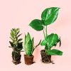 plantas medianas resistentes