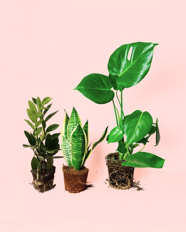 plantas medianas resistentes