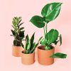 plantas medianas resistentes macetas