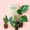 plantas medianas resistentes packaging