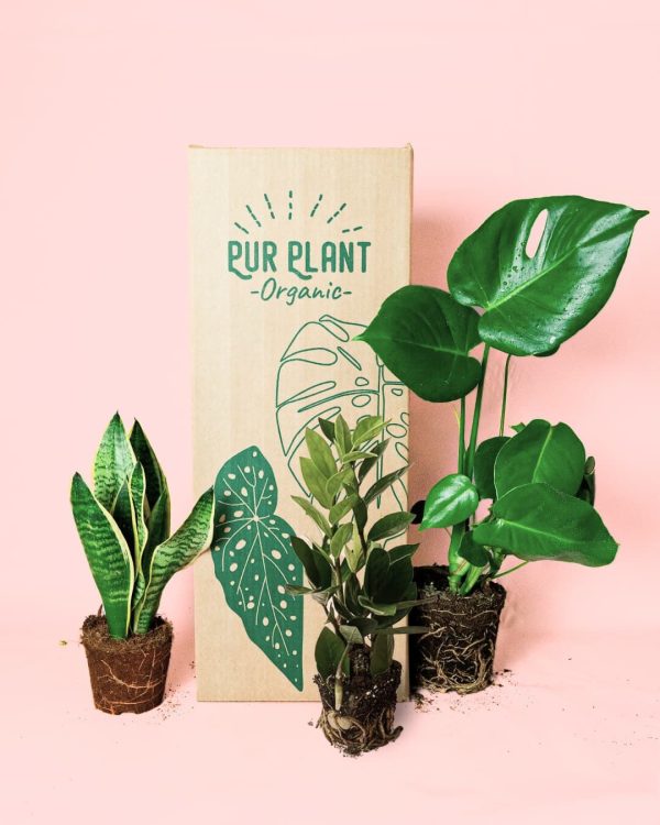 plantas medianas resistentes packaging