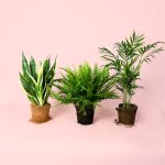 plantas purificadoras aire