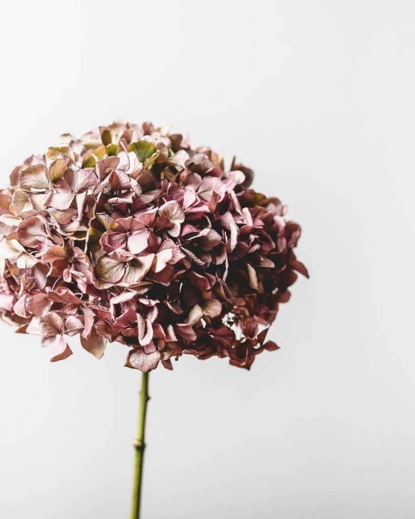 secar hortensias