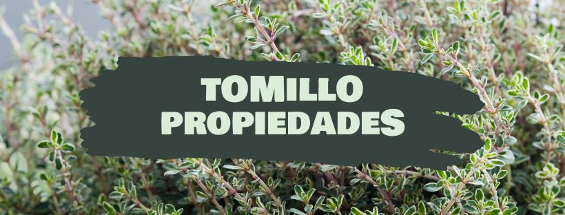 tomillo propiedades y beneficios