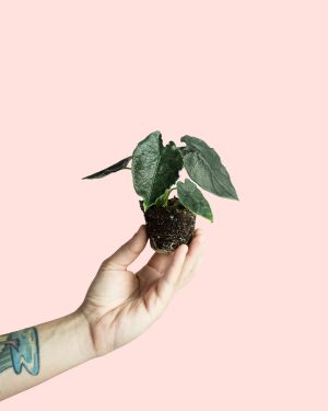 Alocasia Antoro Velvet Mini
