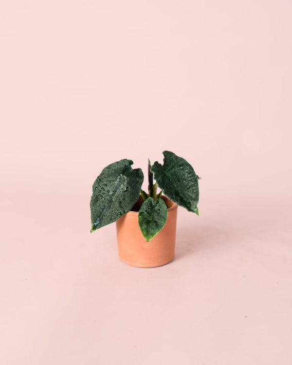 Alocasia Antoro Velvet Mini maceta