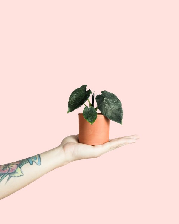 Alocasia Antoro Velvet Mini planta