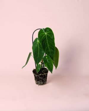 Anthurium Queremalense