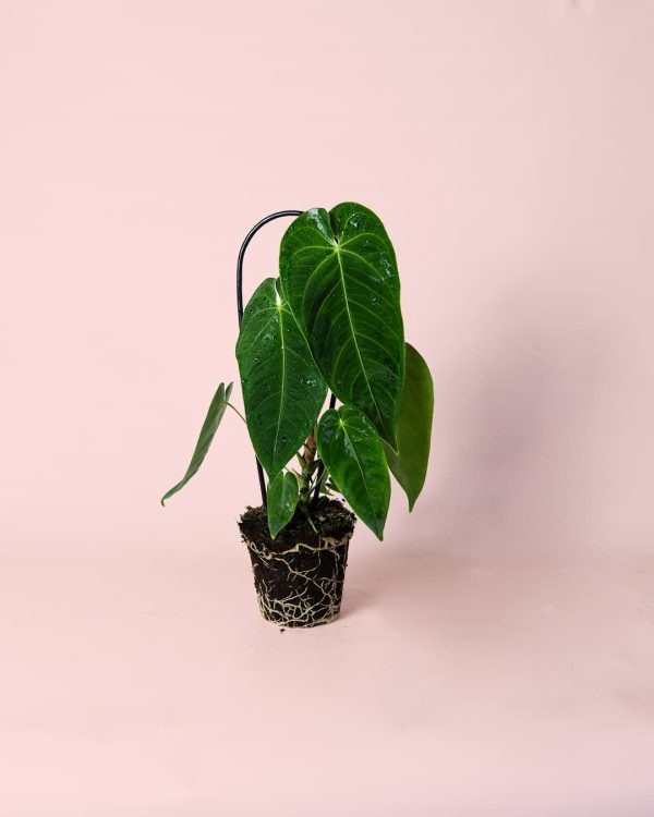 Anthurium Queremalense