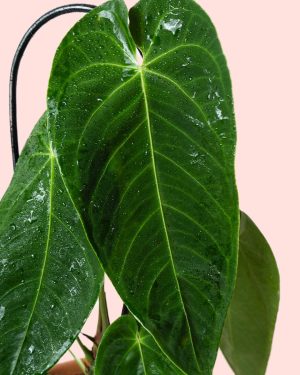 Anthurium Queremalense hoja