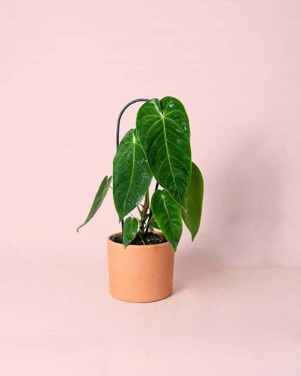 Anthurium Queremalense maceta
