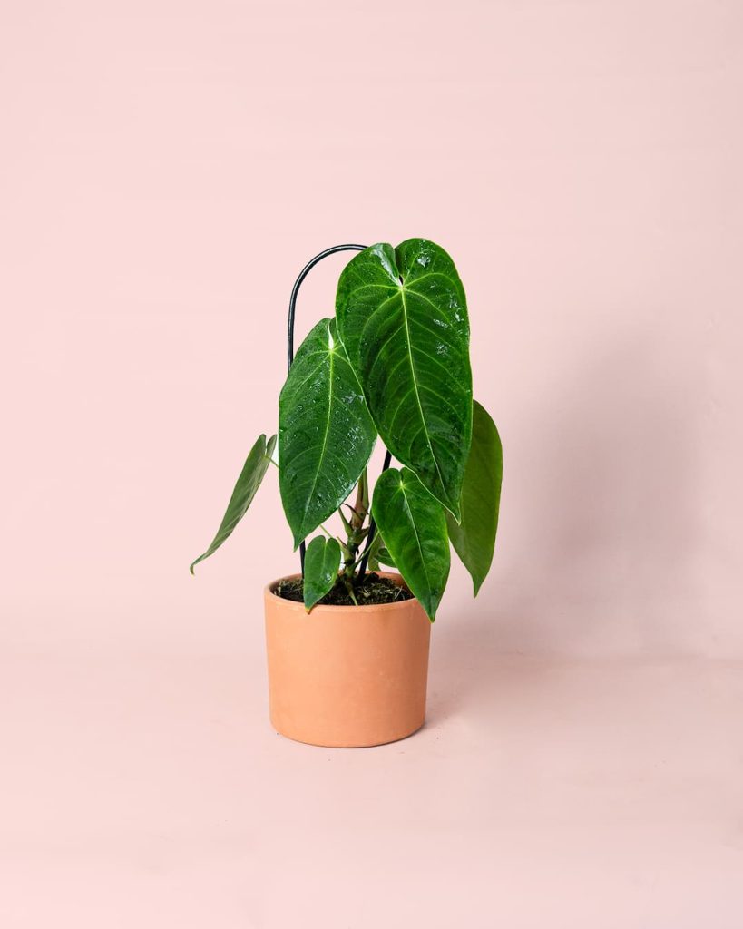 Anthurium Queremalense maceta