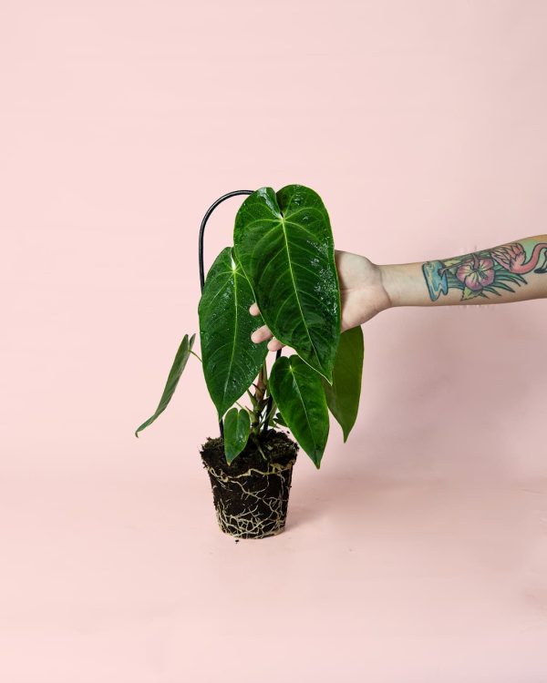 Anthurium Queremalense planta