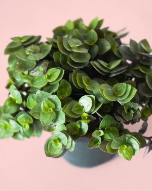 Callisia turtle hojas