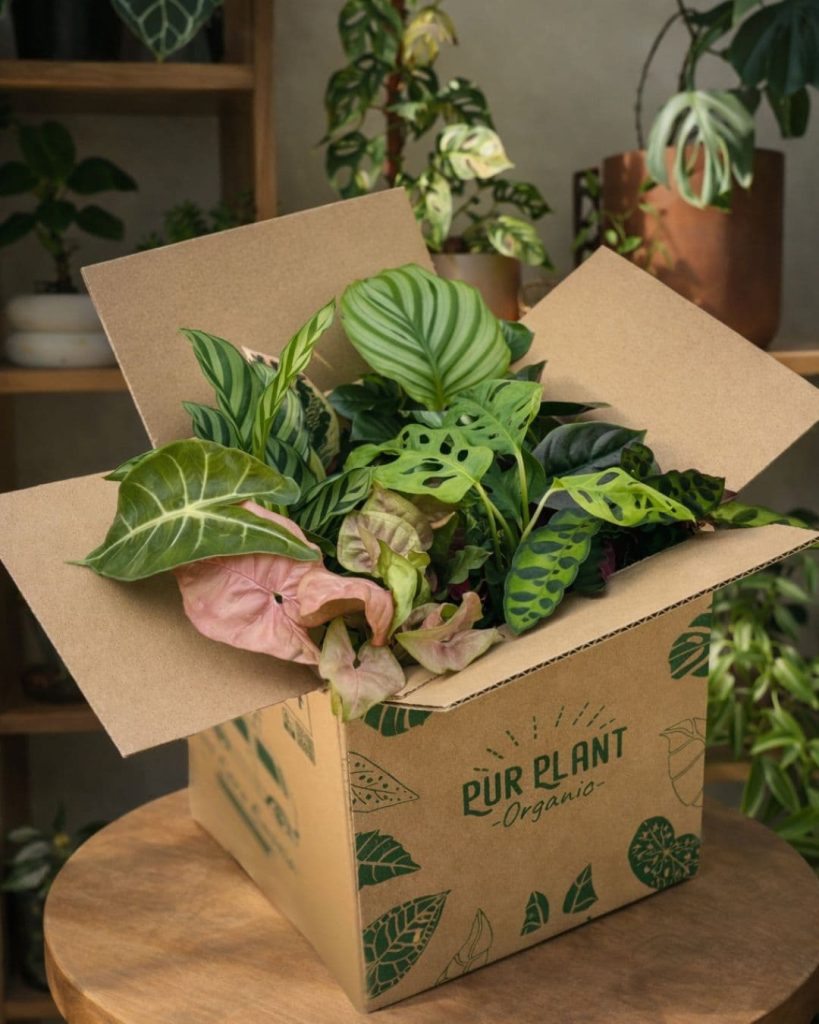 Gran mercado de plantas green monday pur plant caja